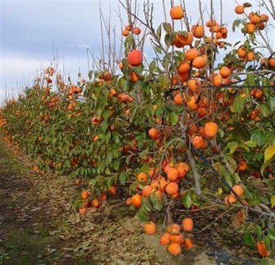 Trabzon Hurması Yetiştiriciliği (Cennet Elması)