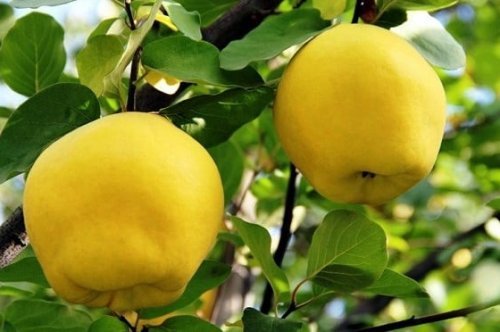 Ayva Yetiştiriciliği