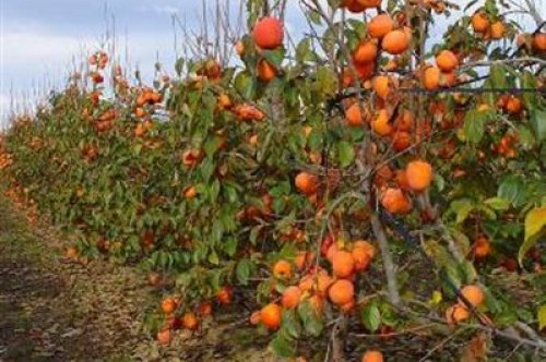 Trabzon Hurması Yetiştiriciliği (Cennet Elması)