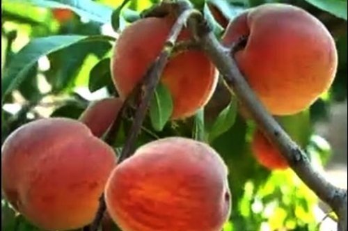 Şeftali Nektarin Yetiştiriciliği