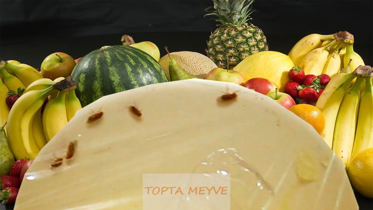 Meyve Sineklerinden Nasıl Kurtulursunuz