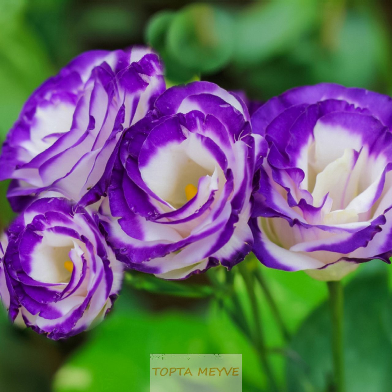 Bahçenizde Lisianthus Çiçekleri Nasıl Yetiştirilir ve Bakımı Yapılır