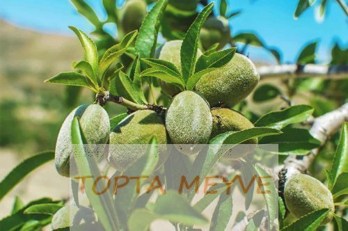 Badem Ağacı Nasıl Dikilir ve Büyütülür