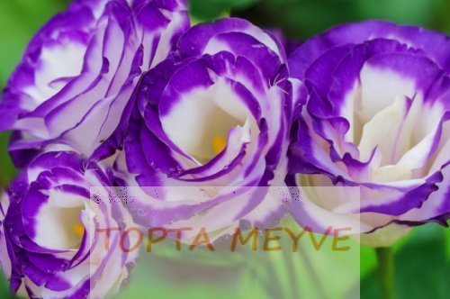 Bahçenizde Lisianthus Çiçekleri Nasıl Yetiştirilir ve Bakımı Yapılır