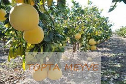 Meyve ve Meyveler Nasıl Yetiştirilir