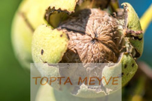 Ceviz Yetiştirme Rehberi