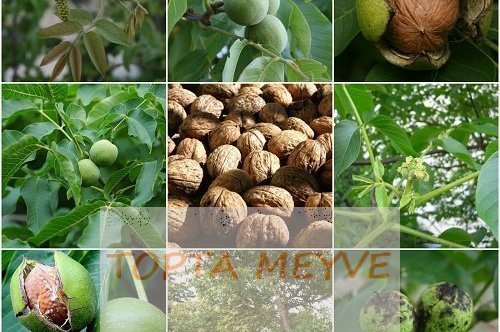 Büyüyen Ceviz Hakkında Bilmeniz Gereken Her Şey