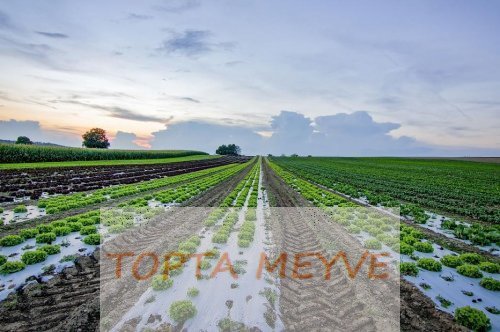 BM bilim adamı, gezegenimizin kaderinin 'sessiz müttefikimiz' toprağa bağlı olduğunu söylüyor