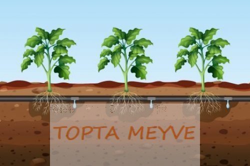 Damla sulama ile gübreleme nasıl yapılır