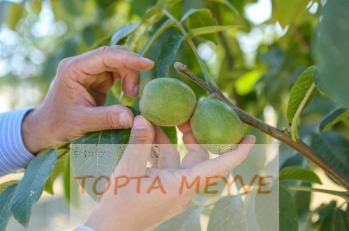 Cevizde Damla Sulama Sistemi