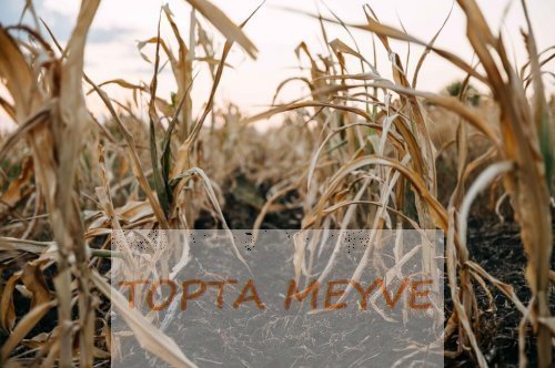 Kuraklık İle Mücadele Nasıl Yapabiliriz.