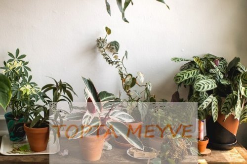 Sağlıklı Ev Bitkileri Nasıl Yetiştirilir?