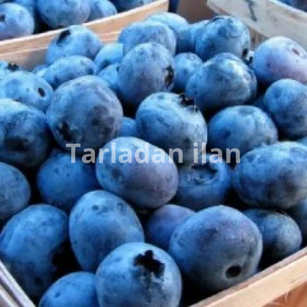 Yaban mersini Nasıl Yetiştirilir Püf Noktaları Nelerdir