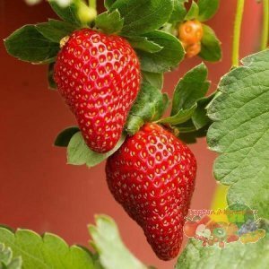 Toptan teklife acik tarladan