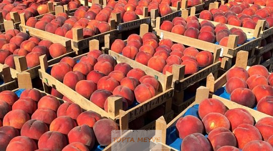 Bursa Şeftalisi Bahçeden şeftali toptan ve perakende