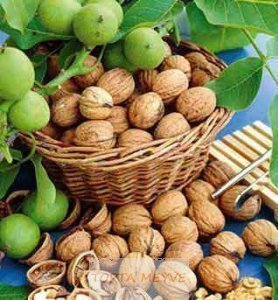 Chandler cinsi ceviz toptan ve perakende