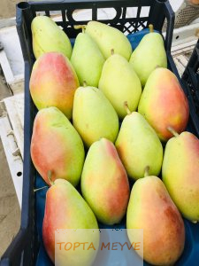 Toptan santamaiya armut