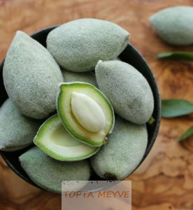 Çağla badem Balıkesir dursunbey