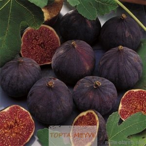 Taze Kara İncir Toptan Ve Perakende