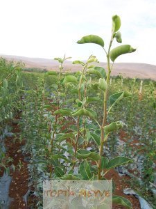 Tüplü Santa Maria Dalkıran Armut Fidanı
