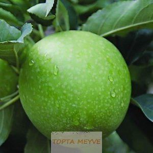 Bursa Elma Granny Smith Kg Fiyatı