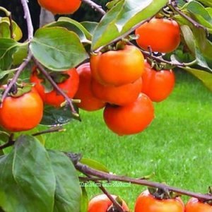 Toptan Trabzon hurması, Cennet hurması.