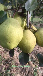 Margarit Armut 1.kalite