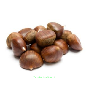 Kestane kg  Fiyatı