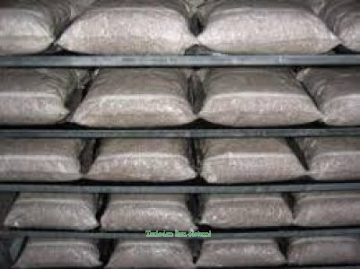 İstiridye mantarı tohumu