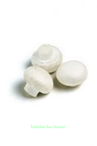 Kültür mantarı tohumu 1 kg.