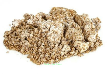 İstiridye mantarı tohumu 1 kg.