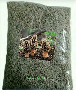 Kuzugöbeği tohumu 1 kg.