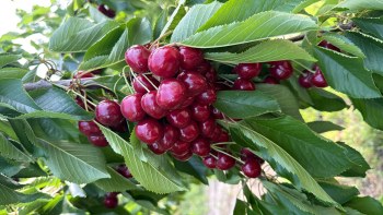Toptan Napolyon Kiraz – Isparta/Uluborlu Üreticiden Satılık
