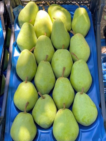 Fresh Santa Maria Pears from Bursa | Wholesale & Farm Direct